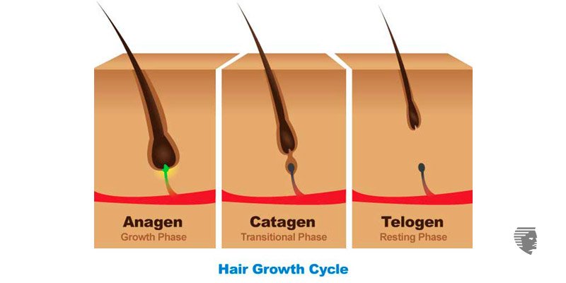 How to Increase My Hair Growth Cycle?